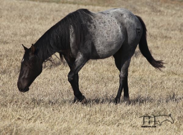 Smokin Hot Hayes MA's 2021 Roan Filly